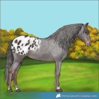 Horse Color:Liver Chestnut Appaloosa 