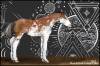 Horse Color:Bay Sabino 