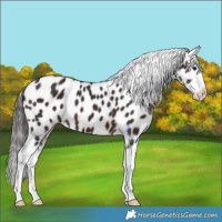 Horse Color:Brown Splash Appaloosa 