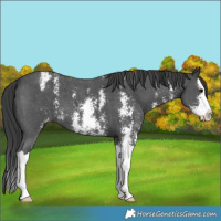 Horse Color:Black Sabino Splash Appaloosa 
