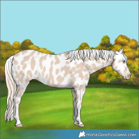 Horse Color:Smoky Creme Appaloosa