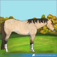 Horse Color:Buckskin Roan Dun