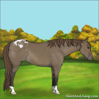Horse Color:Smoky Grullo Appaloosa