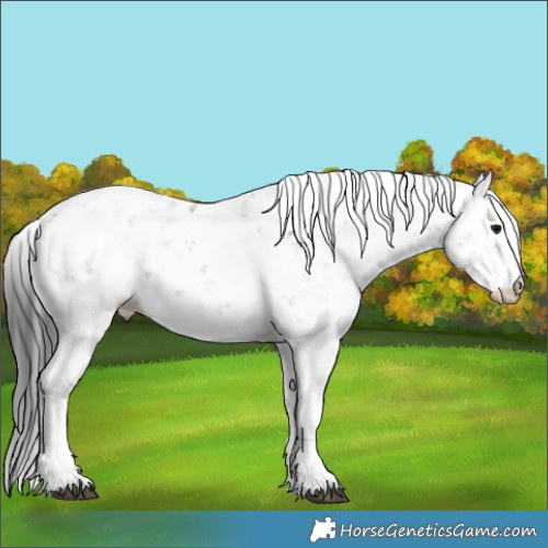 Horse Color:Grullo Sabino 