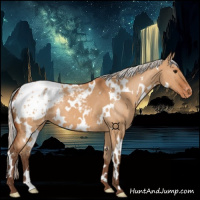 Horse Color:White Spotted Silver Bay Dun Appaloosa 