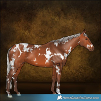 Horse Color:White Spotted Silver Bay 