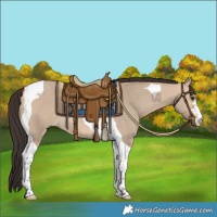 Horse Color:Bay Dun Tobiano 