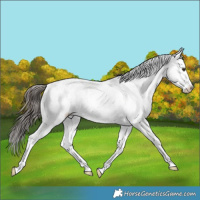 Horse Color:White Spotted Liver Chestnut Appaloosa 