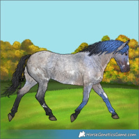 Horse Color:White Spotted Brown Roan Dun
