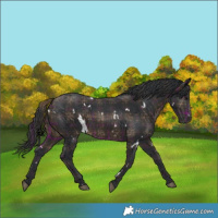 Horse Color:Plaid  White Spotted Brown 
