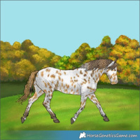 Horse Color:Plaid  Buckskin Appaloosa 