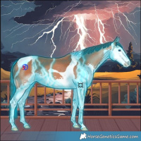Horse Color:Thunderstruck Bay Splash Tobiano 