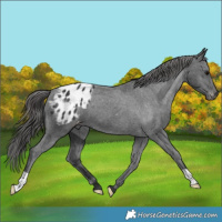 Horse Color:Black Appaloosa 