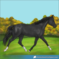 Horse Color:Black 