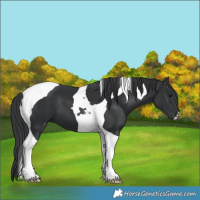 Horse Color:Black Tobiano 