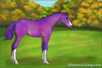 Horse Color:Watercolor Bay 