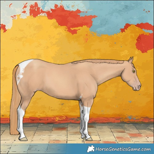 Horse Color:Gold Champagne Tobiano
