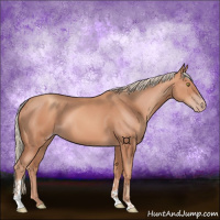 Horse Color:Gold Champagne Tobiano 