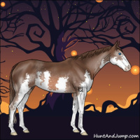 Horse Color:Liver Chestnut Splash 