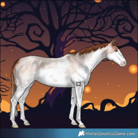Horse Color:Red Roan Splash 
