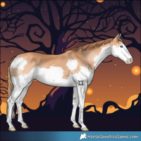 Horse Color:Chestnut Splash 