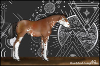 Horse Color:Gray Brown Sabino Rabicano 