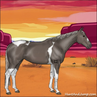 Horse Color:Silver Black Tobiano 