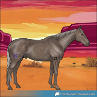 Horse Color:Silver Black 
