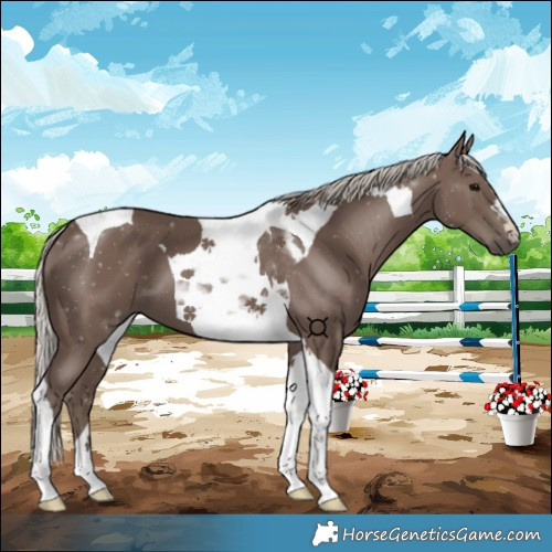 Horse Color:Silver Black Tobiano 