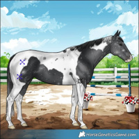 Horse Color:Black Tobiano