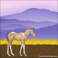 Horse Color:Gold Champagne Tobiano