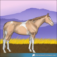 Horse Color:Gold Champagne Splash Tobiano