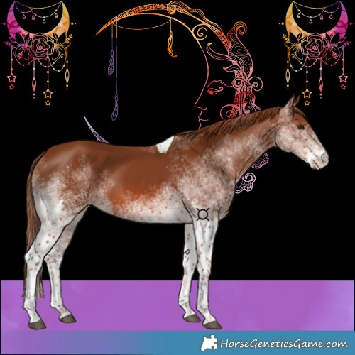 Horse Color:White Spotted Chestnut Tobiano 