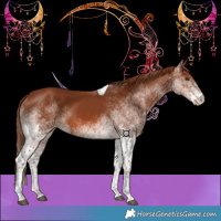 Horse Color:White Spotted Chestnut Tobiano 