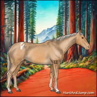 Horse Color:Palomino Appaloosa