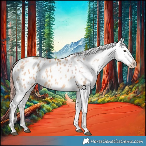 Horse Color:Red Dun Appaloosa