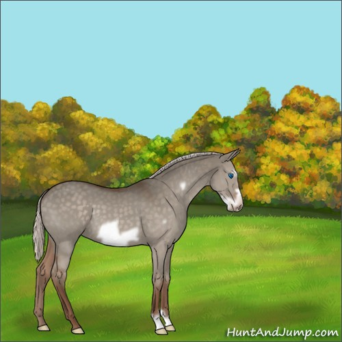 Horse Color:Silver Grullo Frame 