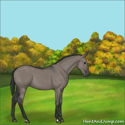 Horse Color:Grullo 