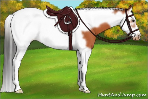 Horse Color:Bay Splash Tobiano Frame Appaloosa 