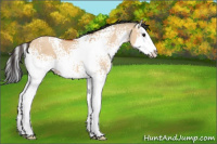 Horse Color:White Spotted Bay Dun Sabino Splash