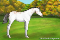 Horse Color:White Spotted Bay Ice Roan Splash Frame