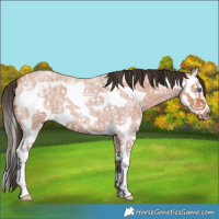 Horse Color:Bay Ice Roan Sabino Splash Frame 