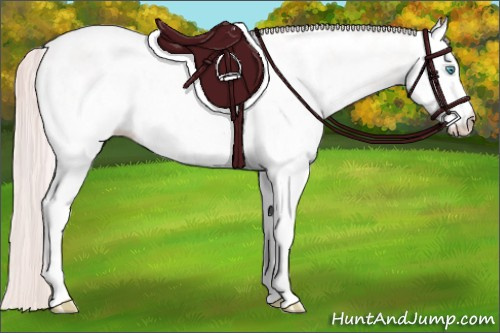 Horse Color:White Spotted Perlino Roan Appaloosa 
