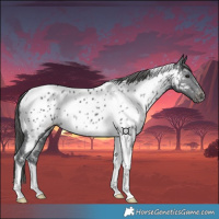 Horse Color:Black Tobiano Appaloosa