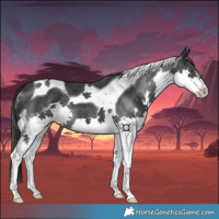 Horse Color:Black Splash Tobiano