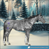 Horse Color:Black Ice Tobiano