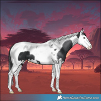 Horse Color:Black Splash Tobiano