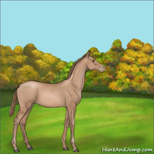 Horse Color:Black Pearl 