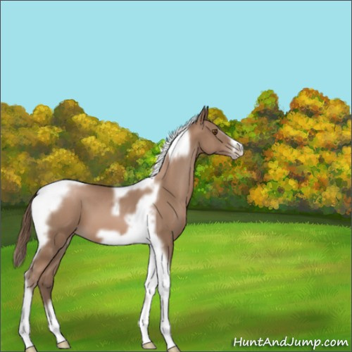 Horse Color:Black Pearl Tobiano Frame 
