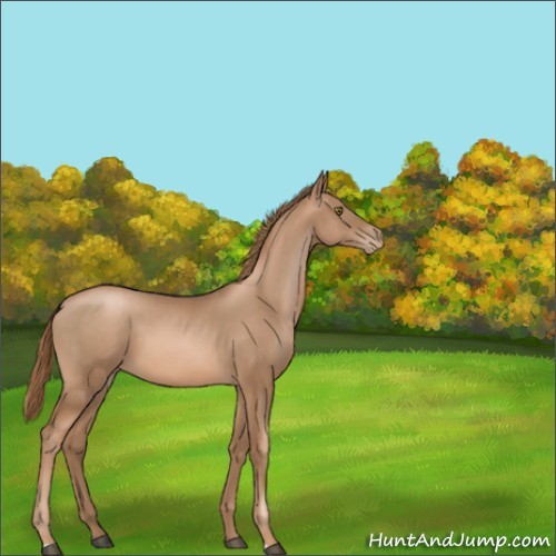 Horse Color:Liver Chestnut Pearl 